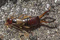 Forficula auricularia