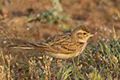 Calandrella brachydactyla
