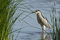 Nycticorax nycticorax