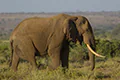 Loxodonta africana