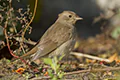 Luscinia luscinia