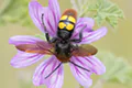 Megascolia maculata flavifrons