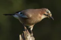 Garrulus glandarius