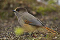 Perisoreus infaustus