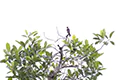 Falco rufigularis