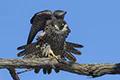 Falco peregrinus
