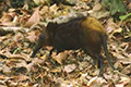 Rhynchocyon chrysopygus
