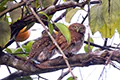 Glaucidium brasilianum