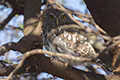 Glaucidium perlatum