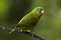 Brotogeris jugularis