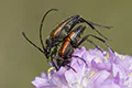 Stenurella melanura