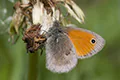 Coenonympha pamphilus