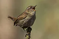 Troglodytes troglodytes