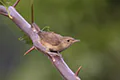 Troglodytes musculus