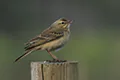 Anthus campestris