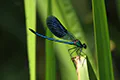 Calopteryx splendens