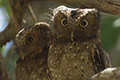 Otus ireneae