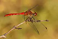 Sympetrum sanguineum