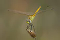 Sympetrum fonscolombii