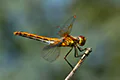 Sympetrum flaveolum