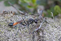 Ammophila sabulosa