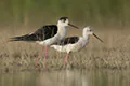Himantopus himantopus