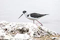 Himantopus mexicanus