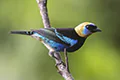 Tangara larvata