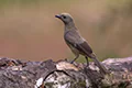 Thraupis palmarum