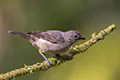 Tangara inornata
