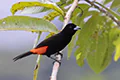 Ramphocelus passerinii