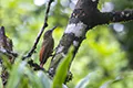 Xiphorhynchus susurrans