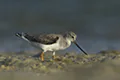 Xenus cinereus