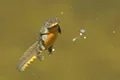 Triturus alpestris