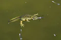 Lissotriton montandoni