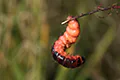 Cossus cossus