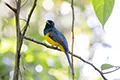 Trogon rufus