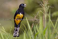 Trogon melanocephalus