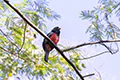Trogon massena