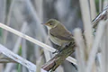 Acrocephalus scirpaceus