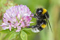 Bombus sp