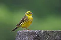 Emberiza citrinella