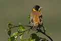 Granativora melanocephala