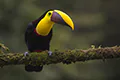 Ramphastos ambiguus