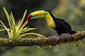 Ramphastos sulfuratus