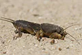 Gryllotalpa gryllotalpa