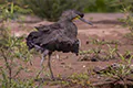 Tigrisoma mexicanum