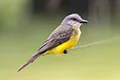 Tyrannus melancholicus