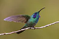 Colibri cyanotus