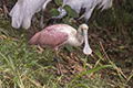 Platalea ajaja